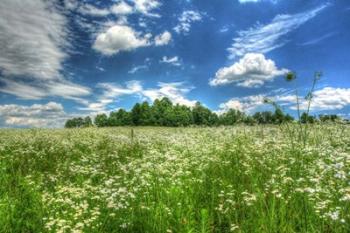 Daisy Sky | Obraz na stenu