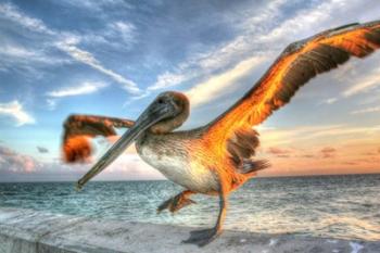 Dancing Pelican | Obraz na stenu