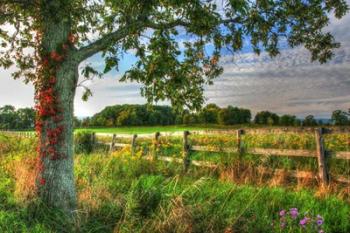 Fence And Tree | Obraz na stenu