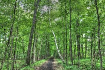 Forest Birch | Obraz na stenu