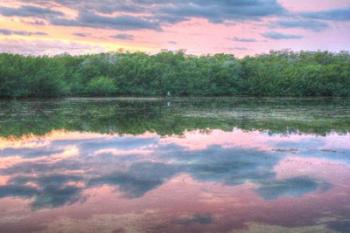 Heron And Mangroves | Obraz na stenu