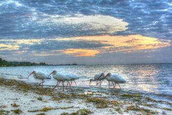 Ibis At Sunrise | Obraz na stenu