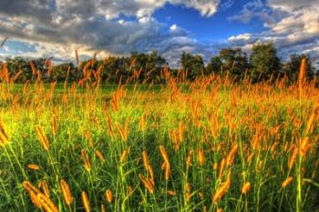 Late Summer Grass | Obraz na stenu