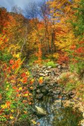 Low Water Brook Autumn | Obraz na stenu