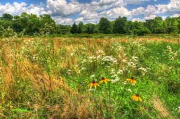 Painted Daisy Meadow | Obraz na stenu