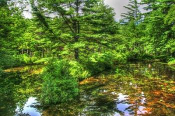 Pine Pond Reflection | Obraz na stenu