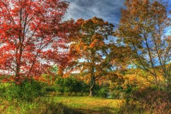 Tillson Lake Trees | Obraz na stenu