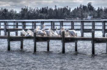 White Pelicans And Piers | Obraz na stenu