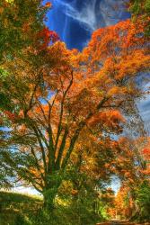 Autumn Borden Road Vertical | Obraz na stenu