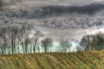 Autumn Grey Sky And Geese | Obraz na stenu