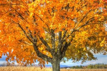 Autumn Yellow Tree And Gunks | Obraz na stenu