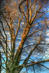 Bare Branches Vertical | Obraz na stenu