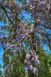 Delaware Wisteria | Obraz na stenu