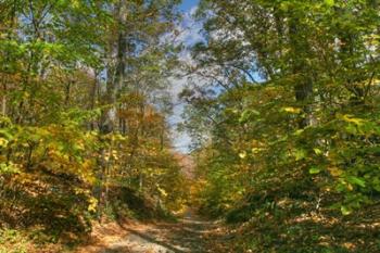 Dirt Road Passage | Obraz na stenu