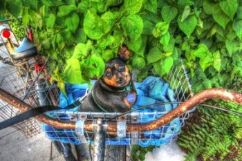 Dog In Basket | Obraz na stenu