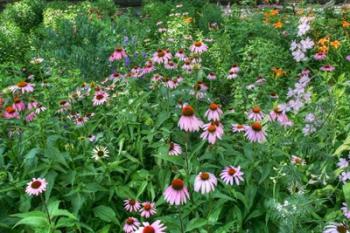 Echinacea | Obraz na stenu