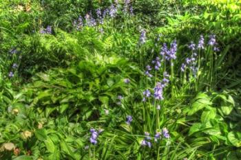 Garden Bluebells | Obraz na stenu