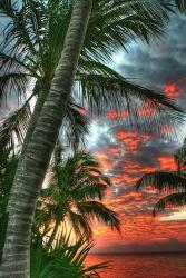 Key West Palm Sunrise Vertical | Obraz na stenu
