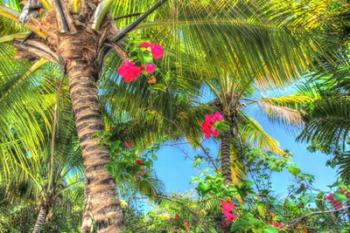 Key West Pink Flowers Palm | Obraz na stenu