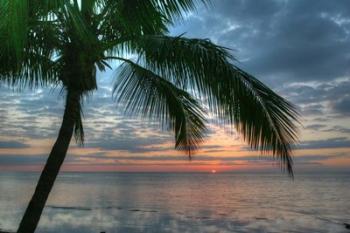 Key West Sunrise One Palm | Obraz na stenu