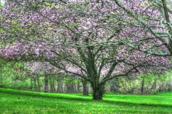Mauve Blossom Trees | Obraz na stenu