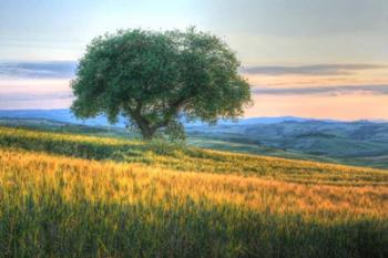 Tuscan Tree Pink Sunset | Obraz na stenu