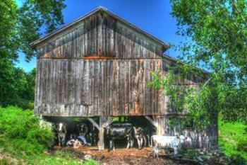 Old Barn and Cows | Obraz na stenu