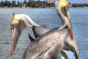 Pelicans Two | Obraz na stenu