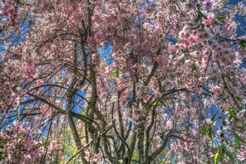 Pink Blossom Trees | Obraz na stenu