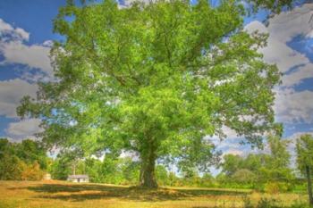 Robibbero Tree | Obraz na stenu