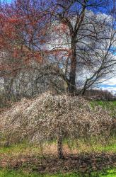 Spring Cherry Tree | Obraz na stenu