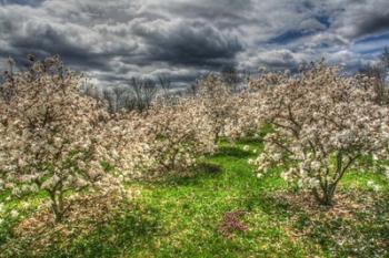 Spring Orchard | Obraz na stenu