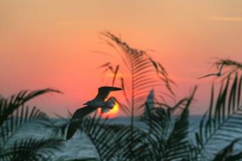 Sunset Gull and Fronds | Obraz na stenu