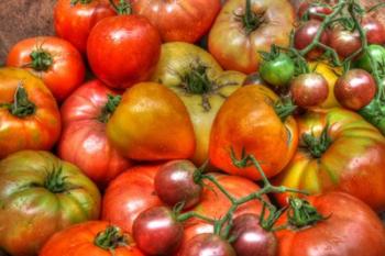 Tomatoes 2015 | Obraz na stenu