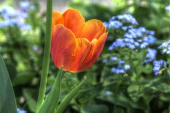 Tulip Blue Background | Obraz na stenu