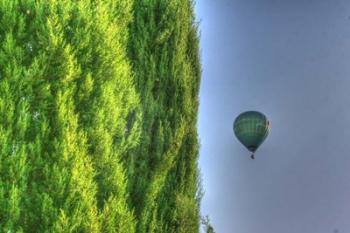 Tuscan Cedar and Balloon | Obraz na stenu