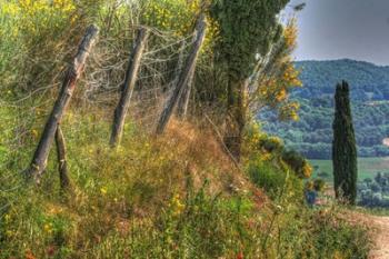 Tuscan Cedar and Fence | Obraz na stenu