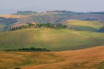 Tuscan Hill Sheep | Obraz na stenu