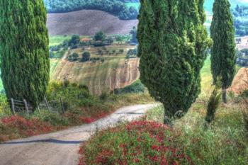 Tuscan Red Flower Road | Obraz na stenu