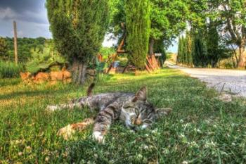 Tuscan Sleepy Cat | Obraz na stenu