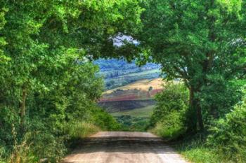 Tuscan Tree Tunnel | Obraz na stenu