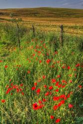 Tuscan Vertical Poppies and Fence | Obraz na stenu