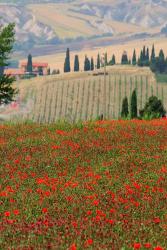 Tuscan Vertical Poppies | Obraz na stenu