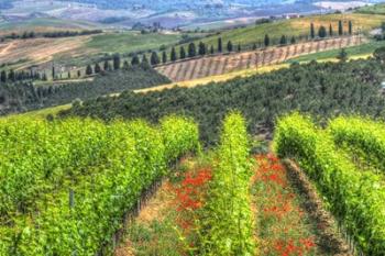 Tuscan Wine Rows | Obraz na stenu