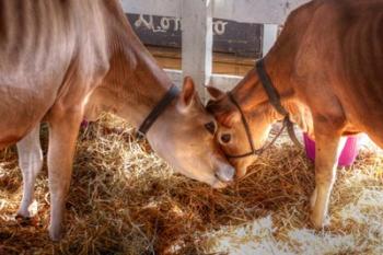 Two Calves | Obraz na stenu