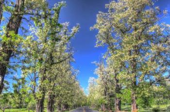 While Tree Blossoms Roadside | Obraz na stenu