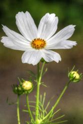 White Flower Vertical | Obraz na stenu