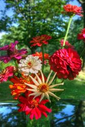 Zinnia Bouquet | Obraz na stenu