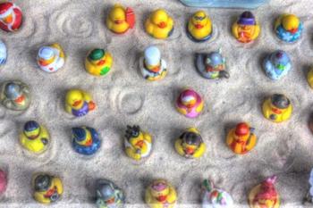 Rubber Duckies from Above | Obraz na stenu