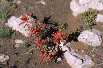 Desert Flower 1 | Obraz na stenu